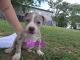 American Pit Bull Terrier Puppies for sale in Glasgow, KY 42141, USA. price: $500