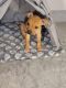 American Pit Bull Terrier Puppies for sale in DeLand, FL, USA. price: $1,200