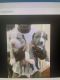 American Pit Bull Terrier Puppies for sale in Idlewylde, Towson, MD, USA. price: NA