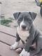 American Pit Bull Terrier Puppies for sale in Brighton, CO, USA. price: $800