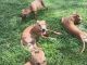 American Pit Bull Terrier Puppies for sale in Orlando, FL, USA. price: $100