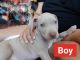 American Pit Bull Terrier Puppies for sale in El Paso, TX, USA. price: $250,300