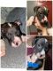 American Pit Bull Terrier Puppies for sale in 300 S Main St, Dunkirk, OH 45836, USA. price: $190