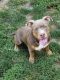 American Pit Bull Terrier Puppies for sale in Anderson, IN, USA. price: $700