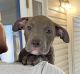 American Pit Bull Terrier Puppies for sale in Fort Walton Beach, FL, USA. price: $250