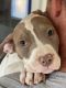 American Pit Bull Terrier Puppies for sale in Fort Walton Beach, FL, USA. price: $650