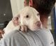 American Pit Bull Terrier Puppies for sale in Fort Walton Beach, FL, USA. price: $700