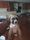 American Pit Bull Terrier Puppies for sale in Laurel, MS, USA. price: $100