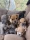 American Pit Bull Terrier Puppies for sale in Concord, NC 28027, USA. price: $300