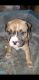 American Pit Bull Terrier Puppies for sale in Berkeley, CA, USA. price: $500