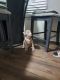 American Pit Bull Terrier Puppies for sale in Atlanta, GA, USA. price: $160