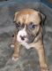 American Pit Bull Terrier Puppies for sale in Berkeley, CA, USA. price: $400