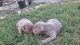 American Pit Bull Terrier Puppies for sale in Summerfield, NC, USA. price: $1,500