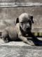 American Pit Bull Terrier Puppies for sale in Oak Park, GA 30401, USA. price: $250