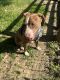 American Pit Bull Terrier Puppies for sale in Hopkinsville, KY, USA. price: $100