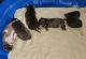 American Pit Bull Terrier Puppies for sale in Pawnee City, NE 68420, USA. price: $500