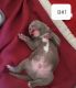 American Pit Bull Terrier Puppies for sale in Tucson, AZ, USA. price: $350