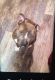 American Pit Bull Terrier Puppies for sale in 1718 Dylane Dr, Griffith, IN 46319, USA. price: $300
