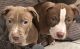 American Pit Bull Terrier Puppies for sale in Peoria, IL, USA. price: $200