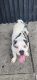 American Pit Bull Terrier Puppies for sale in Brooklyn, NY, USA. price: $7,000