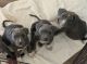 American Pit Bull Terrier Puppies for sale in Pueblo West, CO, USA. price: $750