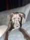 American Pit Bull Terrier Puppies for sale in 300 S Main St, Dunkirk, OH 45836, USA. price: $100