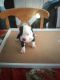 American Pit Bull Terrier Puppies for sale in Jamaica, NY 11423, USA. price: $900
