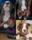 American Pit Bull Terrier Puppies for sale in Syracuse, NY, USA. price: $300