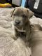 American Pit Bull Terrier Puppies for sale in McKinleyville, CA, USA. price: $1,500