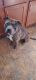 American Pit Bull Terrier Puppies for sale in Louisville, OH 44641, USA. price: NA