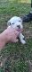 American Pit Bull Terrier Puppies for sale in Batesburg-Leesville, SC, USA. price: $300