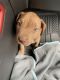 American Pit Bull Terrier Puppies for sale in Kailua, HI, USA. price: $500