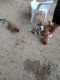 American Pit Bull Terrier Puppies for sale in Pensacola, FL, USA. price: $10,000