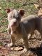 American Pit Bull Terrier Puppies for sale in Myrtle Beach, SC, USA. price: $500