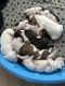 American Pit Bull Terrier Puppies for sale in Hookerton, NC, USA. price: NA