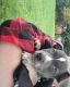 American Pit Bull Terrier Puppies for sale in Seattle, WA 98122, USA. price: $1,500