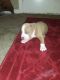 American Pit Bull Terrier Puppies for sale in Independence, MO 64052, USA. price: $200,300