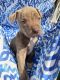 American Pit Bull Terrier Puppies for sale in 12581 2nd St, Yucaipa, CA 92399, USA. price: $500