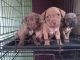 American Pit Bull Terrier Puppies for sale in St. Petersburg, FL, USA. price: $300