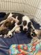 American Pit Bull Terrier Puppies for sale in Chicago, IL, USA. price: $600