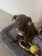 American Pit Bull Terrier Puppies for sale in Buffalo Skyway, Buffalo, NY, USA. price: $300