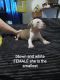 American Pit Bull Terrier Puppies for sale in Vader, WA, USA. price: $500