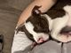American Pit Bull Terrier Puppies for sale in Richmond, CA, USA. price: $500