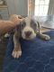American Pit Bull Terrier Puppies for sale in Leesburg, FL, USA. price: $500
