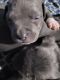 American Pit Bull Terrier Puppies for sale in Cedar Rapids, IA, USA. price: $650