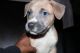 American Pit Bull Terrier Puppies for sale in Jamaica, NY 11434, USA. price: $8,501,000