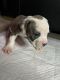American Pit Bull Terrier Puppies for sale in West Palm Beach, FL, USA. price: $1,000
