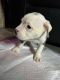 American Pit Bull Terrier Puppies for sale in West Palm Beach, FL, USA. price: $500
