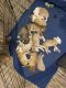 American Pit Bull Terrier Puppies for sale in Lexington, KY, USA. price: $50