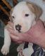 American Pit Bull Terrier Puppies for sale in Lexington, KY, USA. price: $200